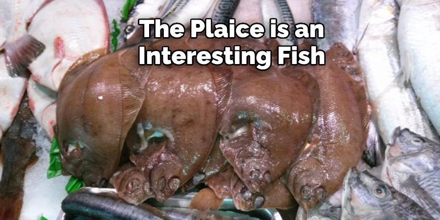 The Plaice is an  Interesting Fish