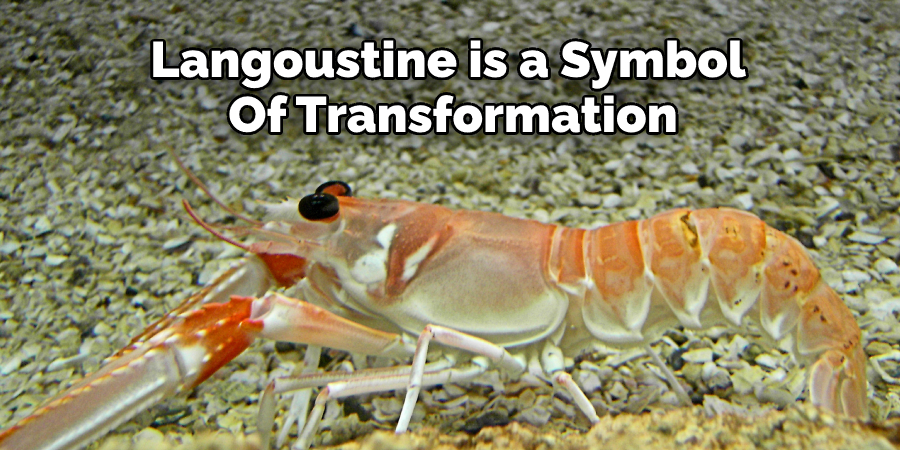 Langoustine is a Symbol  Of Transformation