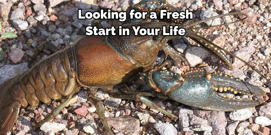 Looking for a Fresh Start in Your Life