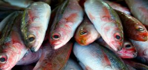 Red Herring Meaning, Symbolism, and Totem | Detailed Guide