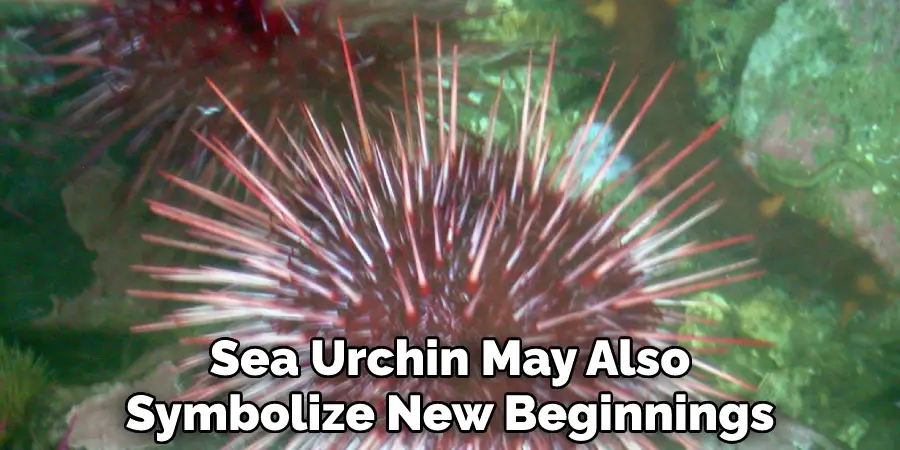 Sea Urchin May Also Symbolize New Beginnings