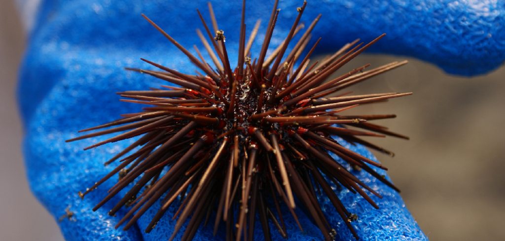 Sea Urchin Spiritual Meaning
