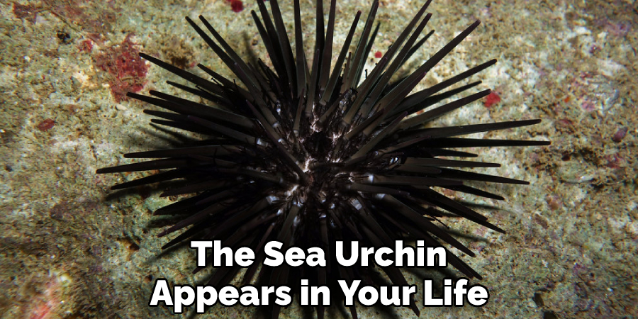 The Sea Urchin Appears in Your Life
