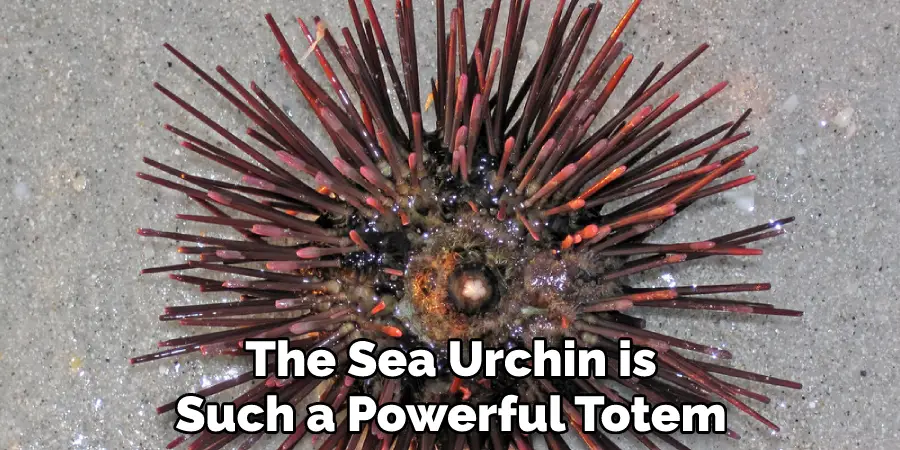 The Sea Urchin is Such a Powerful Totem