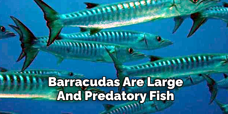 Barracudas Are Large And Predatory Fish 