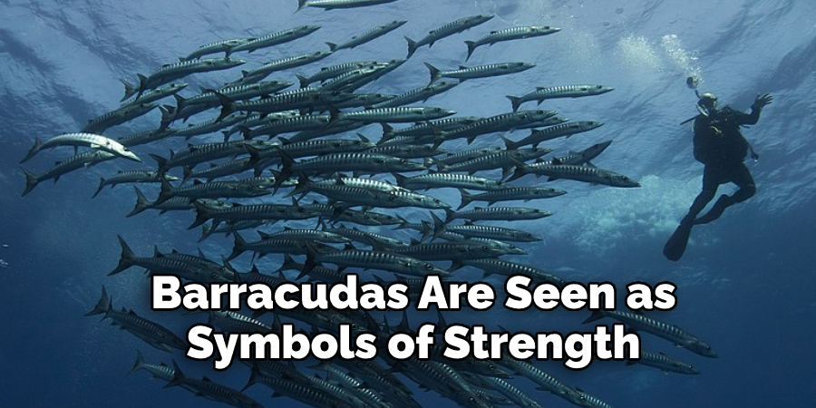 Barracudas Are Seen as  Symbols of Strength