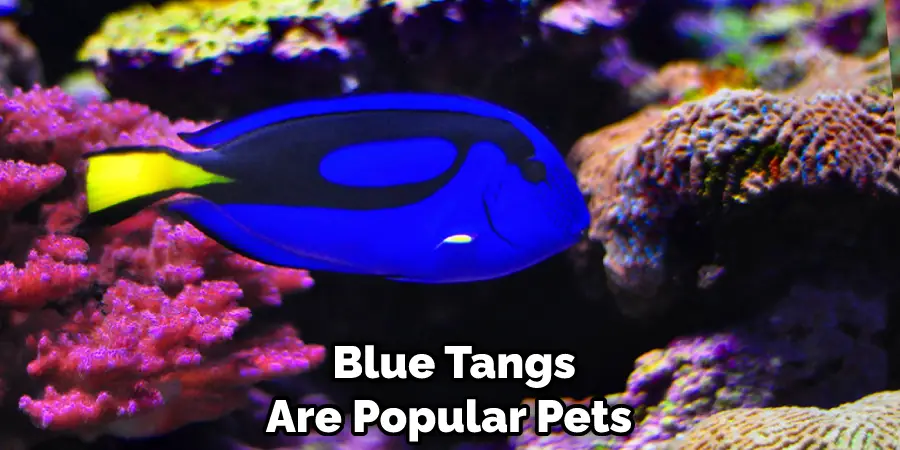  Blue Tangs Are Popular Pets
