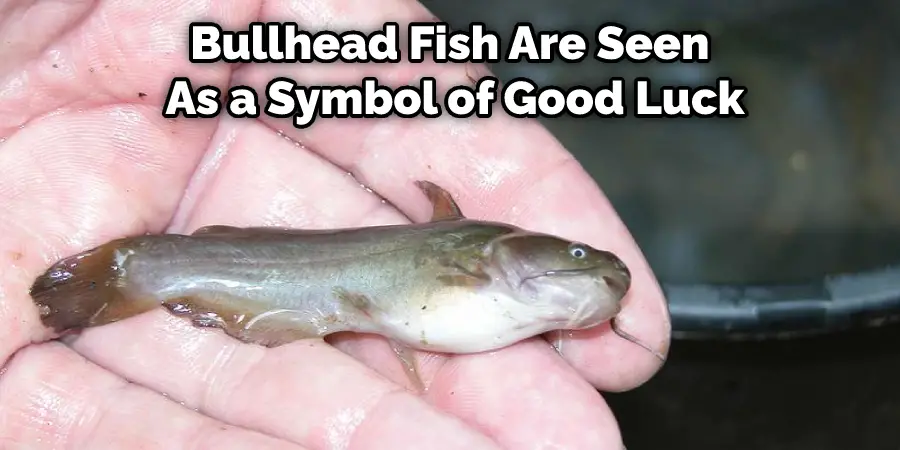 Bullhead Fish Are Seen as a Symbol of Good Luck