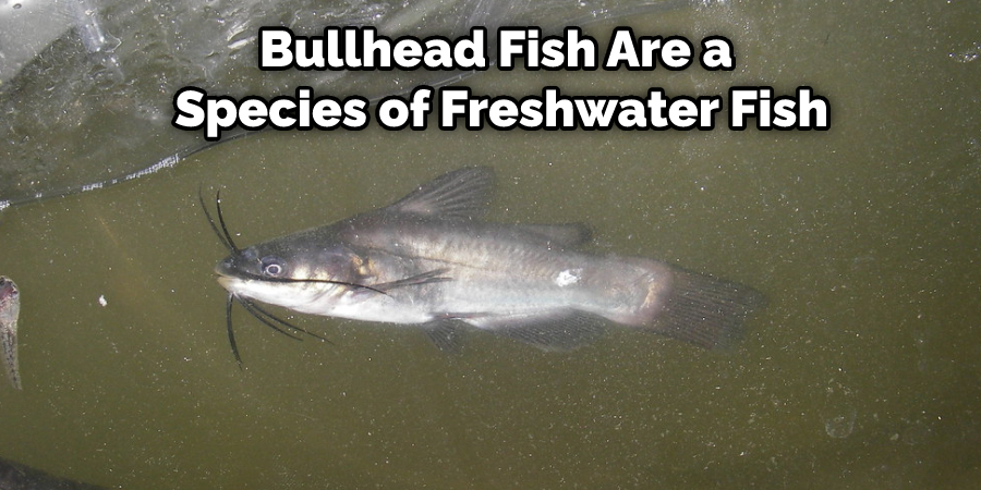 Bullhead Fish Are a Species of Freshwater Fish