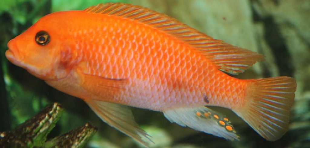 Cichlid Fish Spiritual Meaning