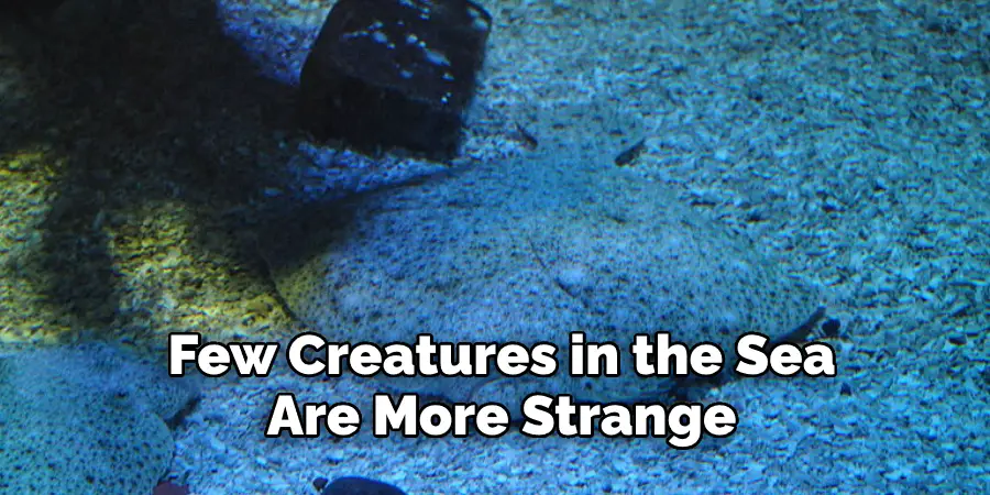 Few Creatures in the Sea  Are More Strange