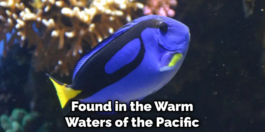 Found in the Warm Waters of the Pacific