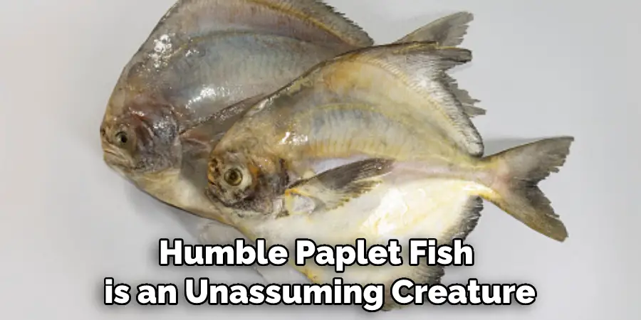 Humble Paplet Fish is an Unassuming Creature