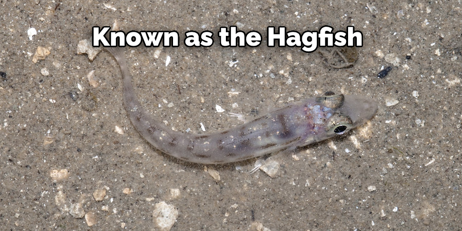 Known as the Hagfish