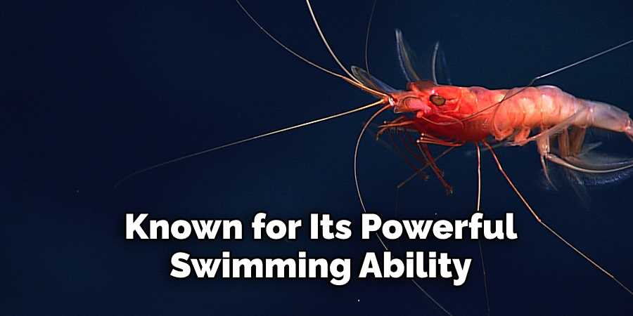  Known for Its Powerful Swimming Ability
