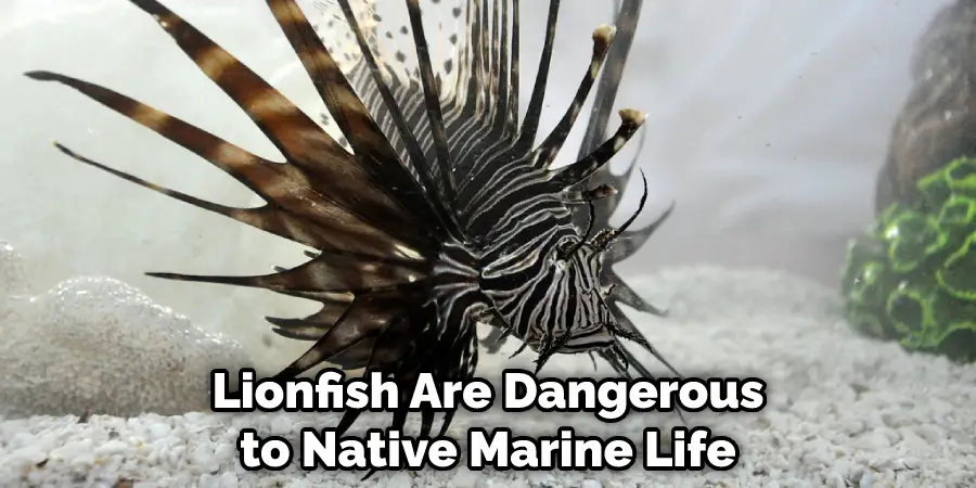 Lionfish Are Dangerous to Native Marine Life