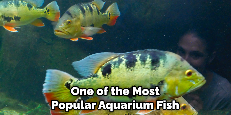 One of the Most Popular Aquarium Fish