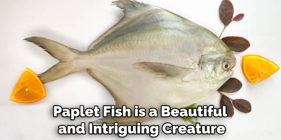 Paplet Fish is a Beautiful and Intriguing Creature