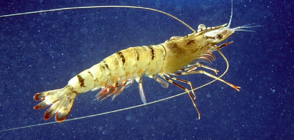 Prawn Dream Meaning