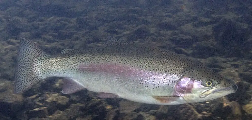 Rainbow Trout Spiritual Meaning