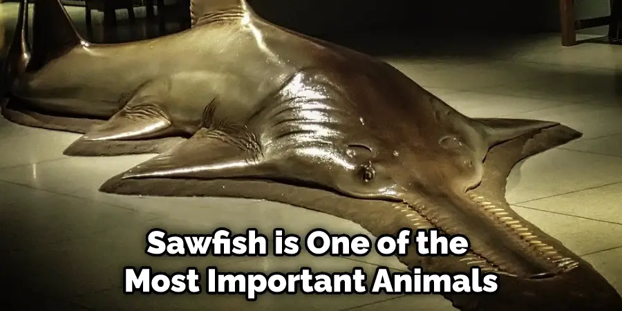 Sawfish is One of the Most Important Animals