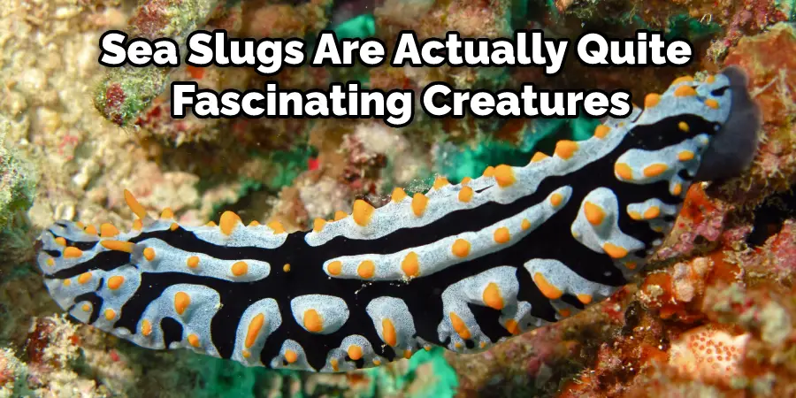 Sea Slugs Are Actually Quite Fascinating Creatures