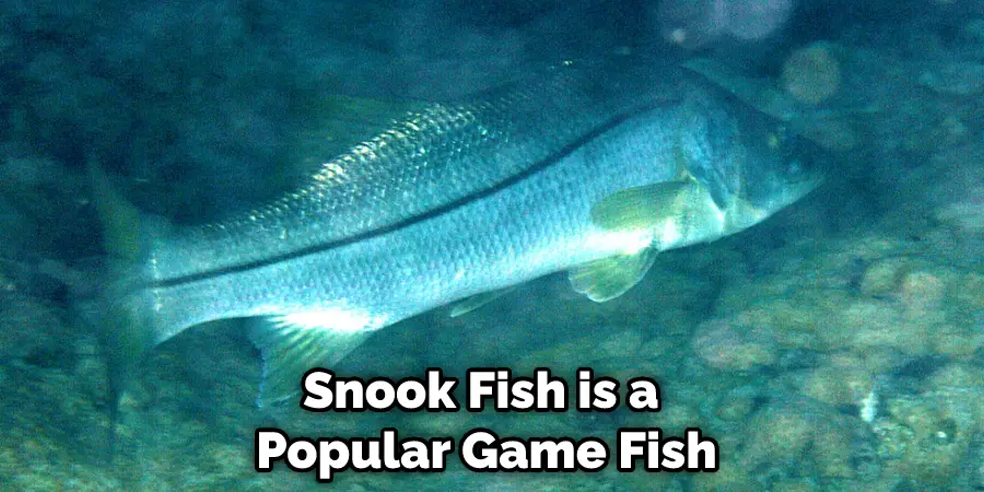 Snook Fish is a Popular Game Fish