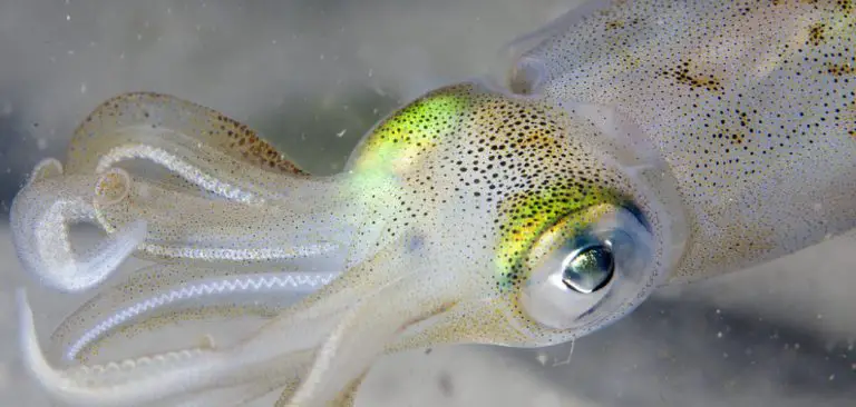 Squid Spiritual Meaning, Symbolism, and Totem | Explained