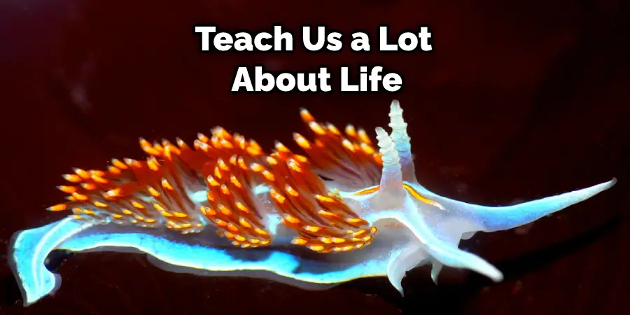 Teach Us a Lot About Life