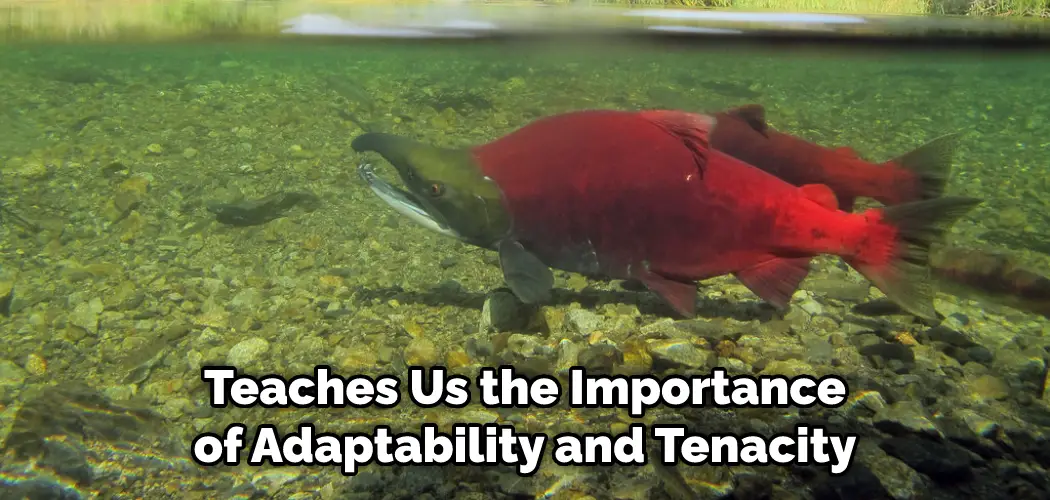 Sockeye Salmon Spiritual Meaning, Symbolism, and Totem (2024)