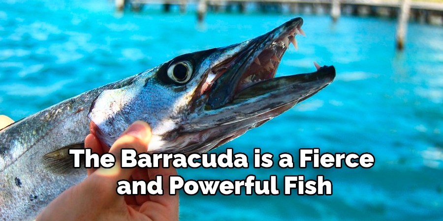The Barracuda is a Fierce  and Powerful Fish
