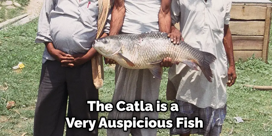 The Catla is a Very Auspicious Fish