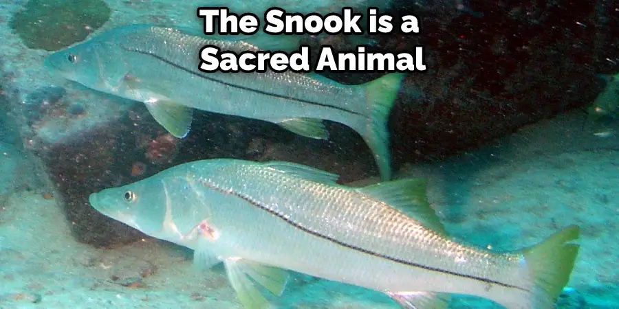 The Snook is a Sacred Animal