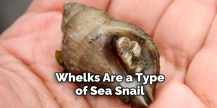 Whelks Are a Type of Sea Snail 
