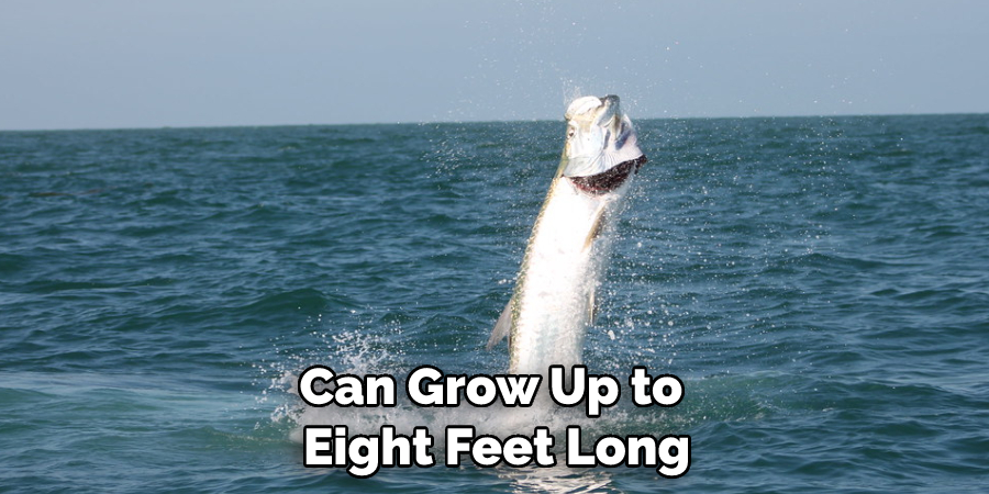 Can Grow Up to Eight Feet Long