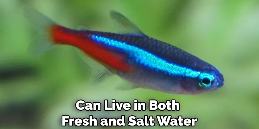 Can Live in Both Fresh and Salt Water