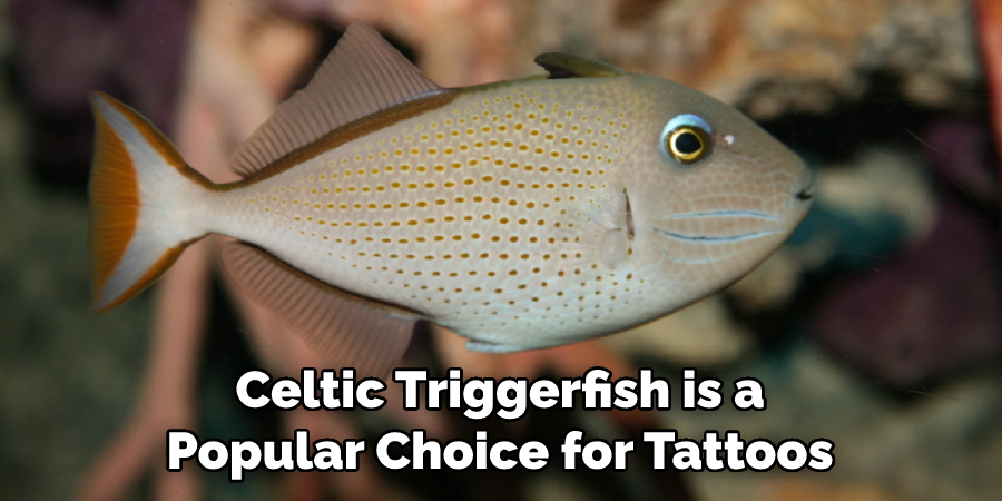 Celtic Triggerfish is a Popular Choice for Tattoos