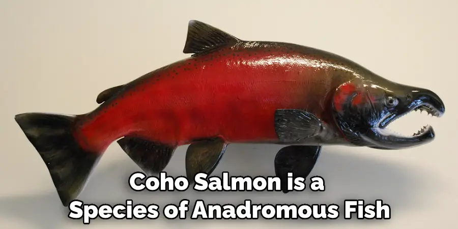 Coho Salmon is a Species of Anadromous Fish