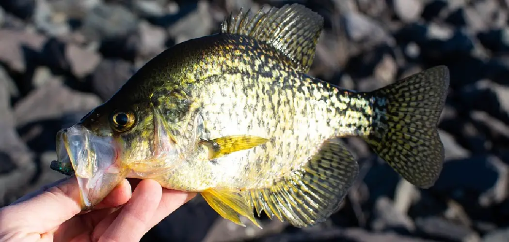 Crappie Spiritual Meaning, Symbolism and Totem