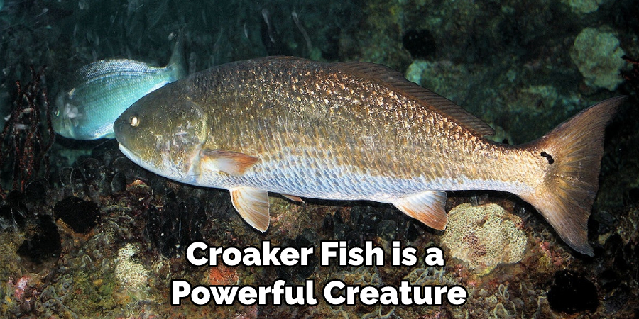 Croaker Fish is a Powerful Creature