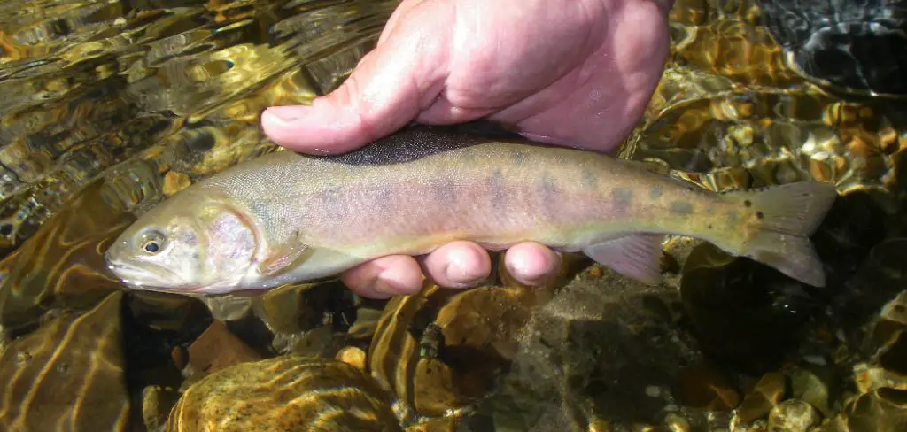 Cutthroat trout Spiritual Meaning