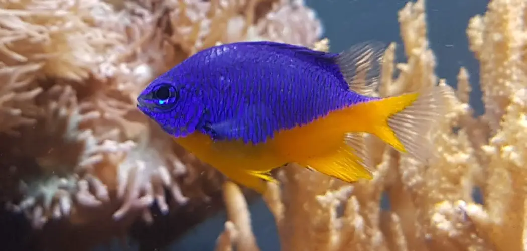 Damselfish Spiritual Meaning, Symbolism and Totem