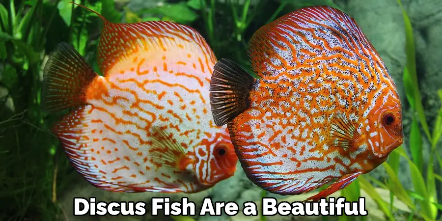 Discus Fish Are a Beautiful