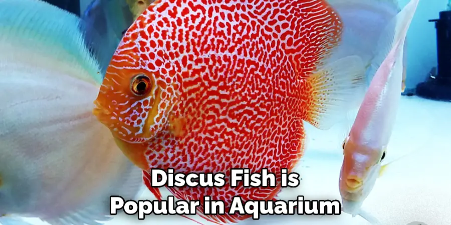 Discus Fish is Popular in Aquarium