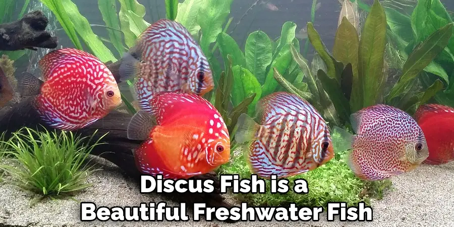 Discus Fish is a Beautiful Freshwater Fish