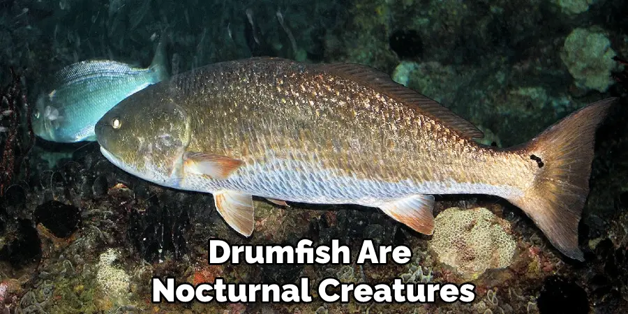 Drumfish Are Nocturnal Creatures