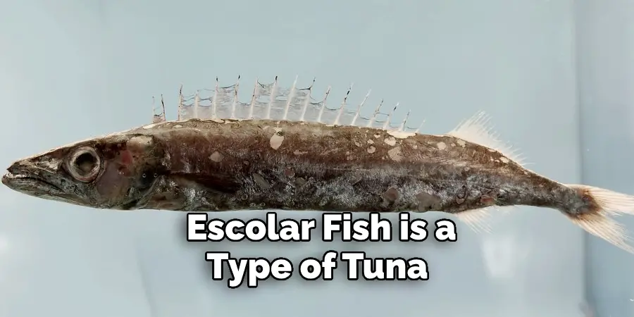 Escolar Fish is a Type of Tuna