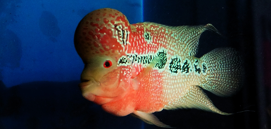 Flowerhorn Spiritual Meaning, Symbolism and Totem