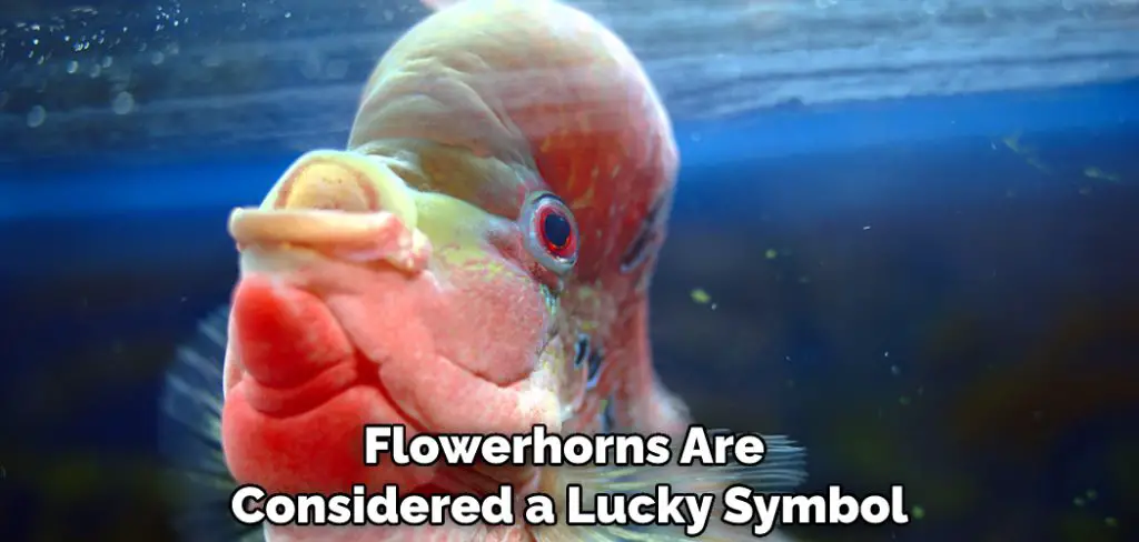Flowerhorns Are Considered a Lucky Symbol