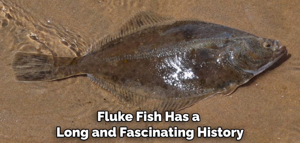 Fluke Fish Has a Long and Fascinating History